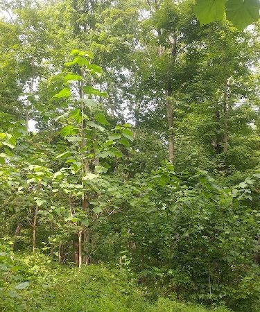 Kunkel Park