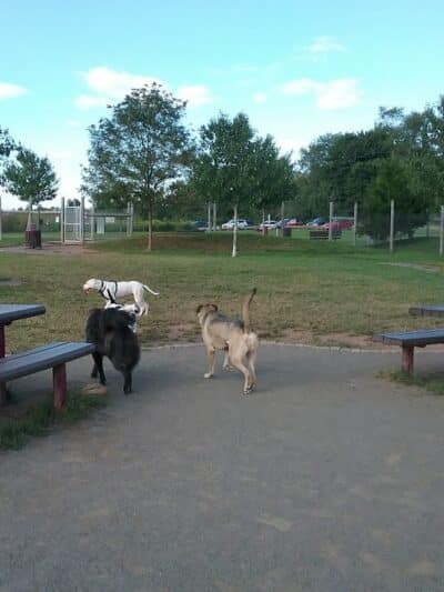 Rosedale Dog Park - Pennington,