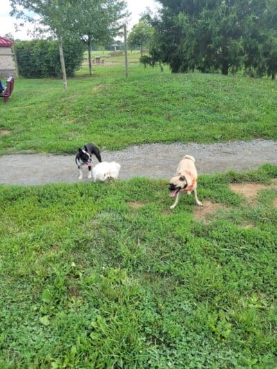 Rosedale Dog Park - Pennington,