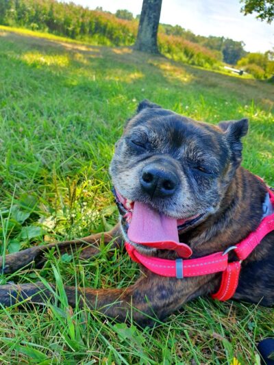 Rosedale Dog Park - Pennington,