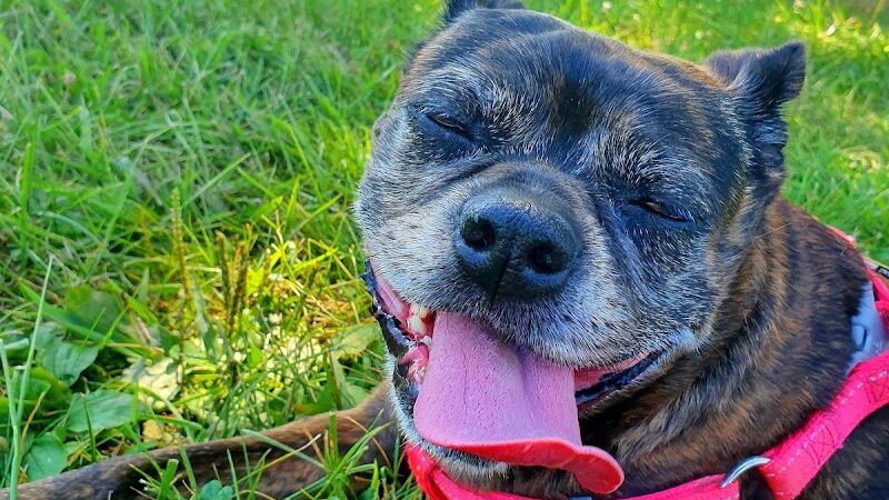 Rosedale Dog Park - Pennington,