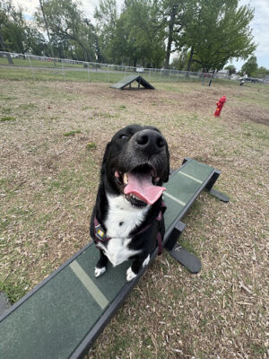Sarah’s Heart Dog Park