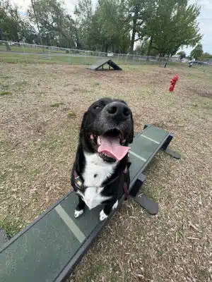 Sarah’s Heart Dog Park