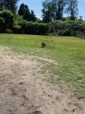 Bow Wow Dog Park