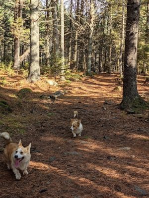 Go Doggie Playcare and Boarding