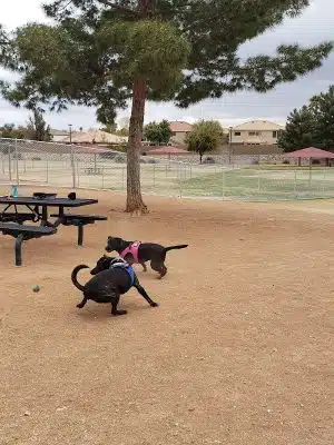 Alta Vista Park Off-leash Dog Park