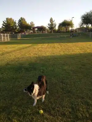 Alta Vista Park Off-leash Dog Park