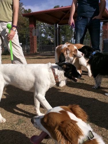 Alta Vista Park Off-leash Dog Park