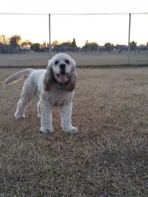 Alta Vista Park Off-leash Dog Park