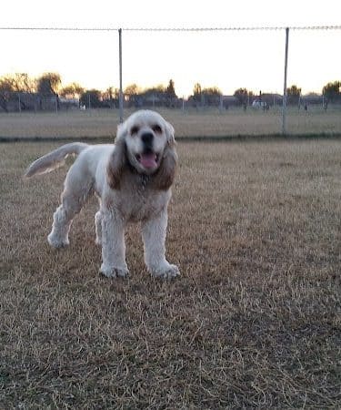 Alta Vista Park Off-leash Dog Park
