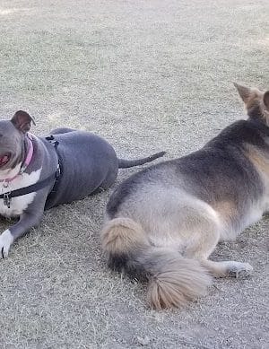 Parkridge Park Dog Park