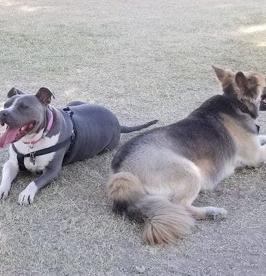 Parkridge Park Dog Park