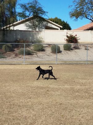Parkridge Park Dog Park