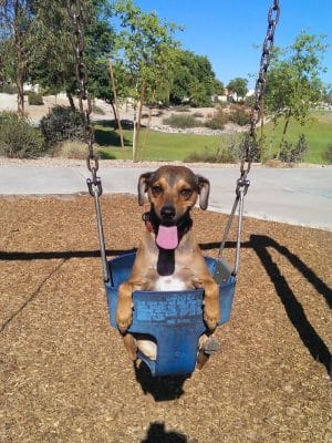 Parkridge Park Dog Park