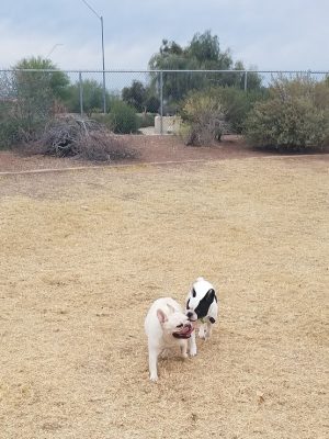 Parkridge Park Dog Park
