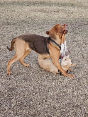 Parkridge Park Dog Park