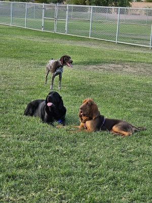 Parkridge Park Dog Park