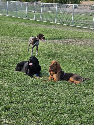 Parkridge Park Dog Park