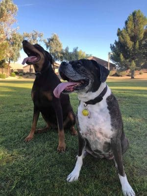 Parkridge Park Dog Park