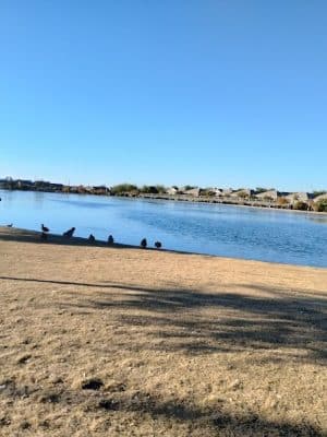 Pioneer Community Park: Dog Park