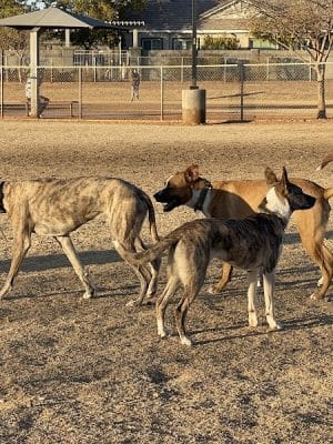 Pioneer Community Park: Dog Park