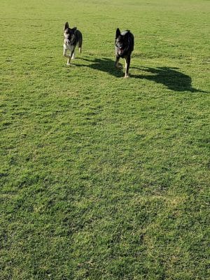 Pioneer Community Park: Dog Park