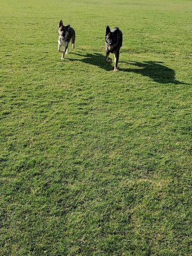 Pioneer Community Park: Dog Park