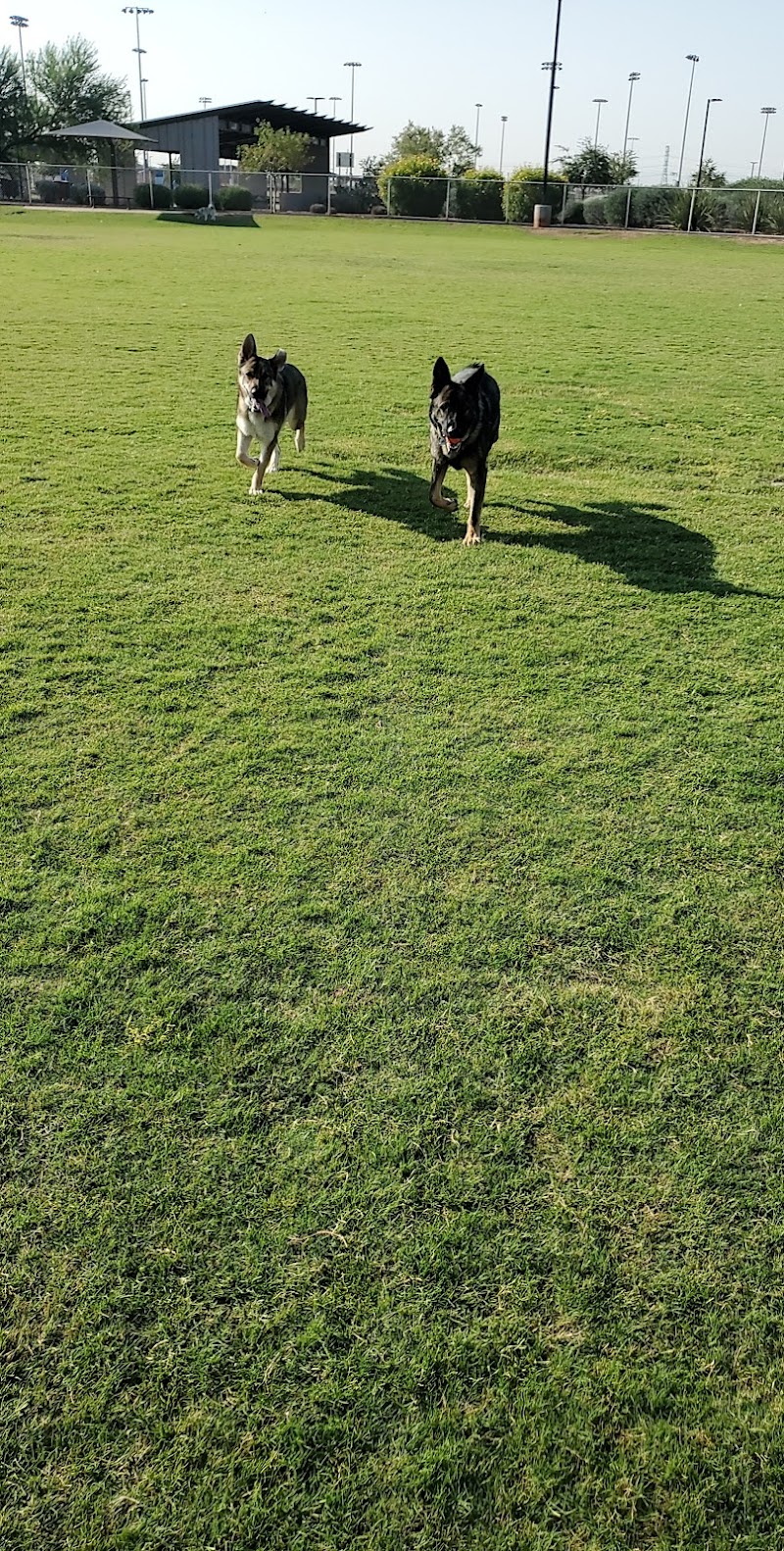 Pioneer Community Park: Dog Park - Peoria, AZ