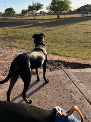 Pioneer Community Park: Dog Park