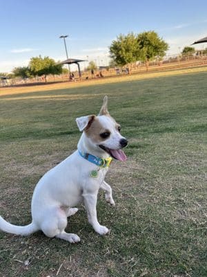Pioneer Community Park: Dog Park