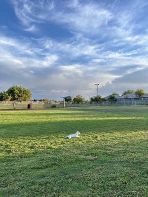 Pioneer Community Park: Dog Park