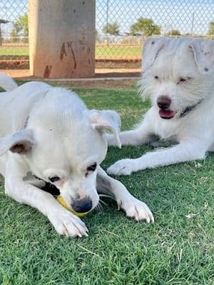 Pioneer Community Park: Dog Park