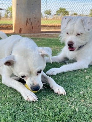 Pioneer Community Park: Dog Park