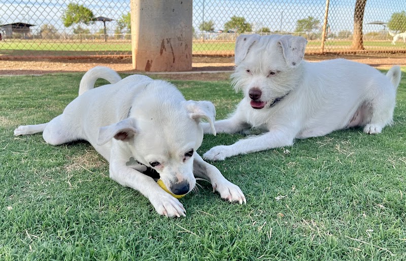 Pioneer Community Park: Dog Park - Peoria, AZ