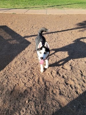 Scotland Yard Dog Park