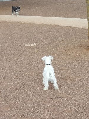 Scotland Yard Dog Park