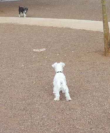 Scotland Yard Dog Park