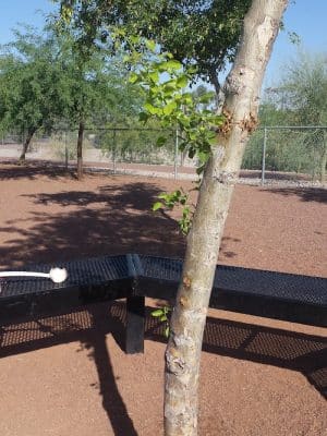 Scotland Yard Dog Park