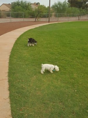 Scotland Yard Dog Park
