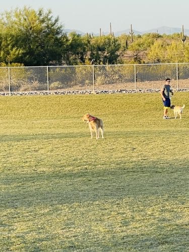 Paloma Dog Park