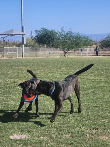 Paloma Dog Park