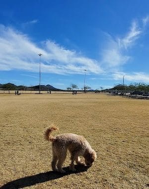 Paloma Dog Park