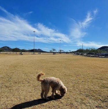Paloma Dog Park