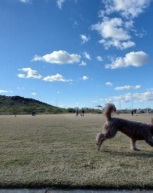 Paloma Dog Park