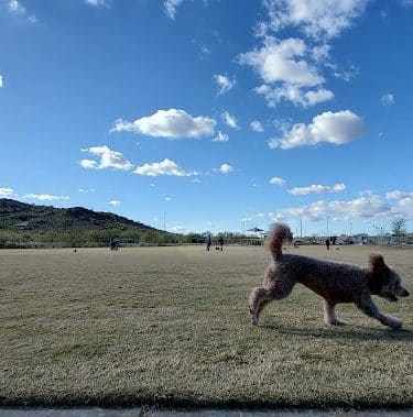 Paloma Dog Park