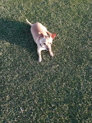 Paloma Dog Park