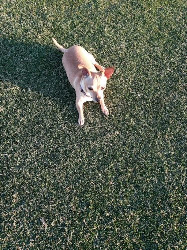 Paloma Dog Park