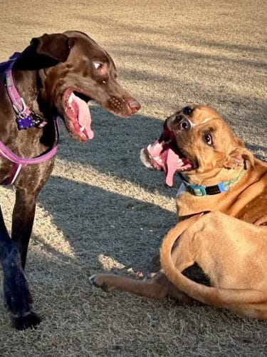 Paloma Dog Park