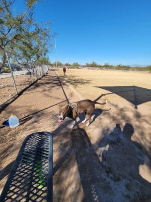 Paloma Dog Park