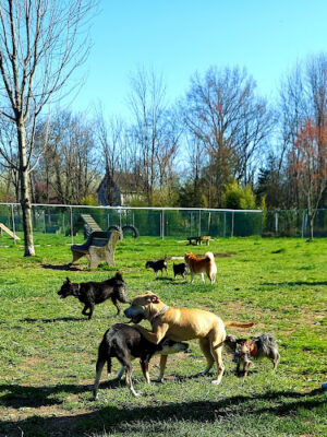 Perkasie Dog Park